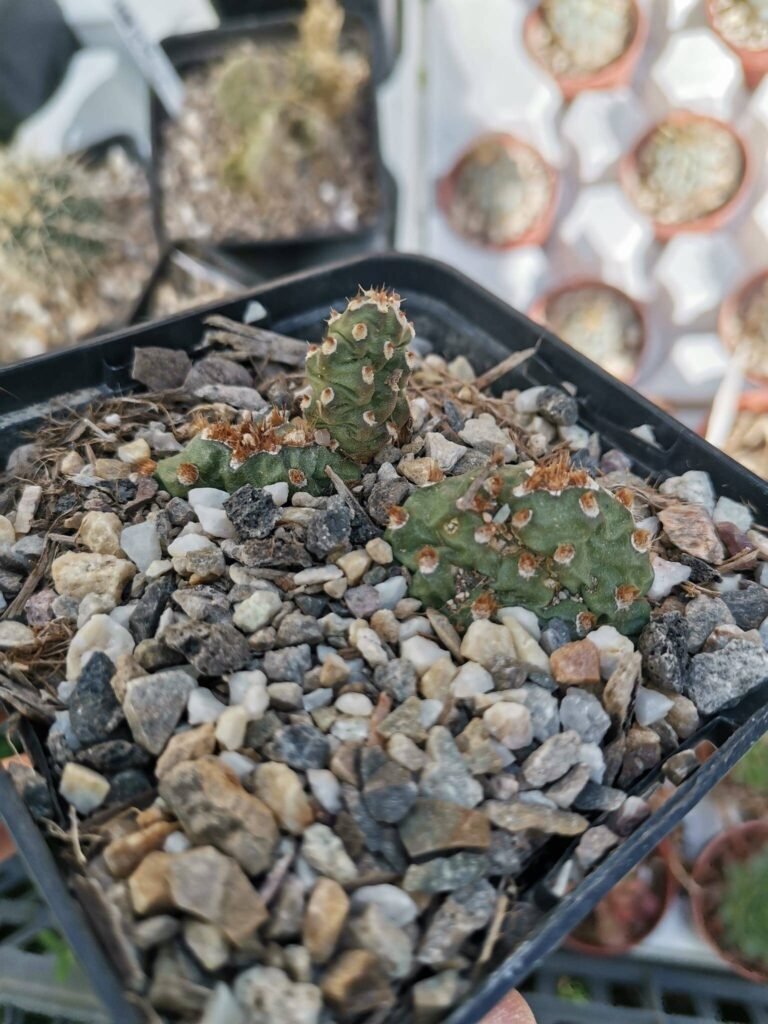 Siracactus-Cactus-Opuntia-fragilis-rotated-1.jpg