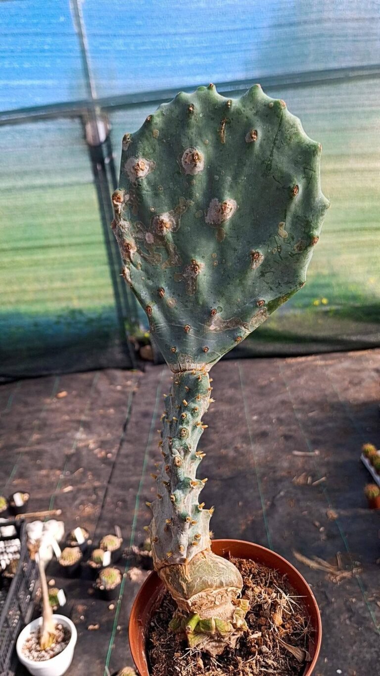 Siracactus-Cactus-Opuntia-gomei-innestata-2.jpg