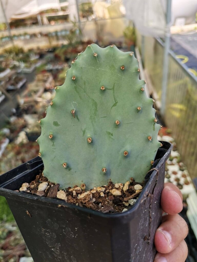 Siracactus-Cactus-Opuntia-gomei-old-mexico-2.jpg