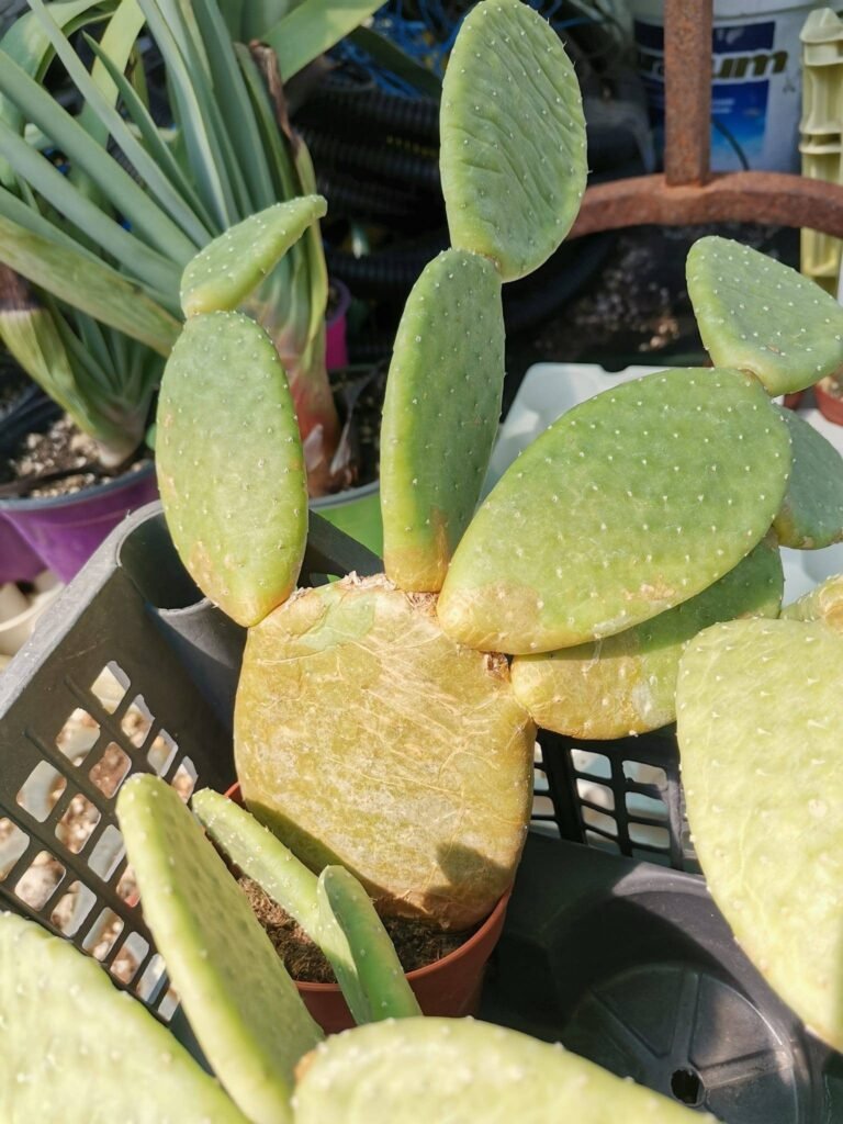 Siracactus-Cactus-Opuntia-inamoena-2.jpg