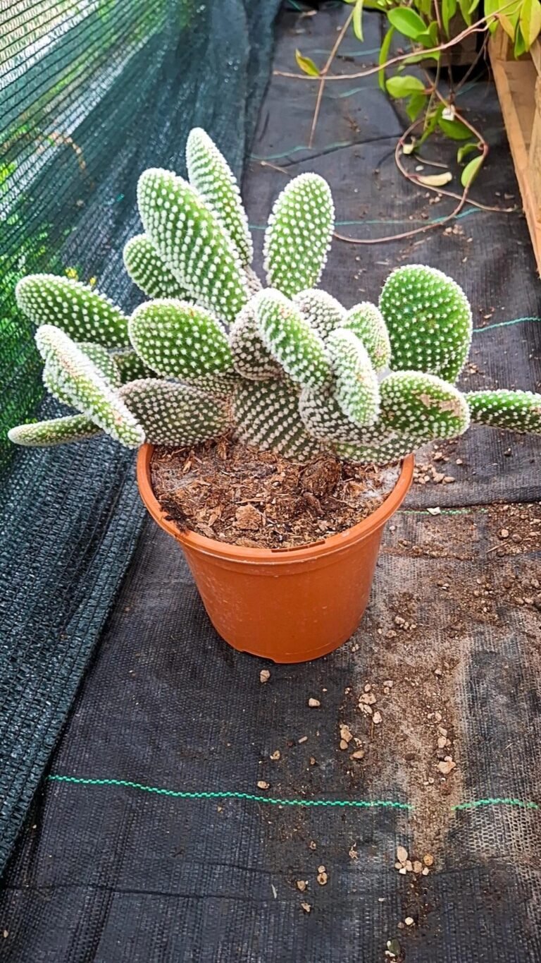 Siracactus-Cactus-Opuntia-microdasys-albispina-6.jpg
