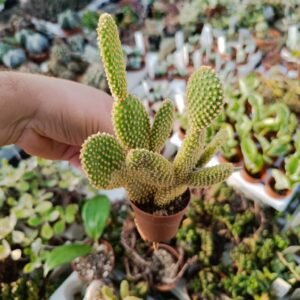 Opuntia Microdasys Pallida