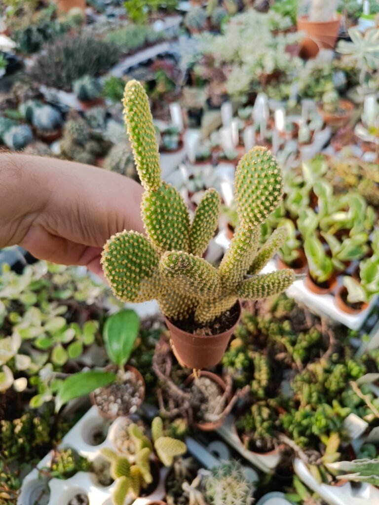 Siracactus-Cactus-Opuntia-microdasys-pallida-1.jpg