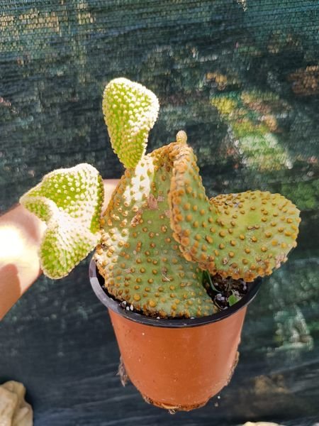 Siracactus-Cactus-Opuntia-microdasys-pallida-f.-Crestata.jpg