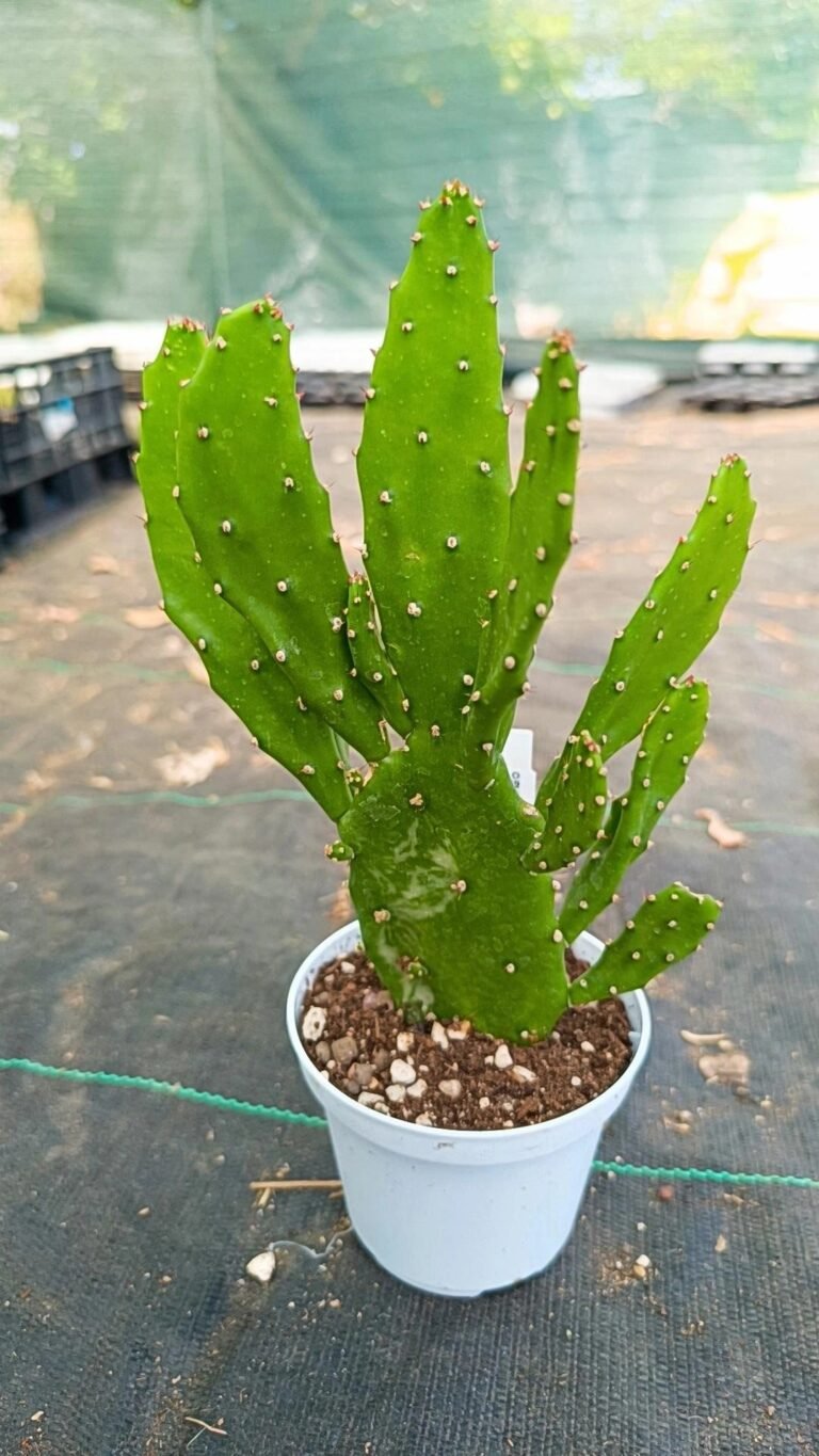 Siracactus-Cactus-Opuntia-monacantha-mostruosa.jpg
