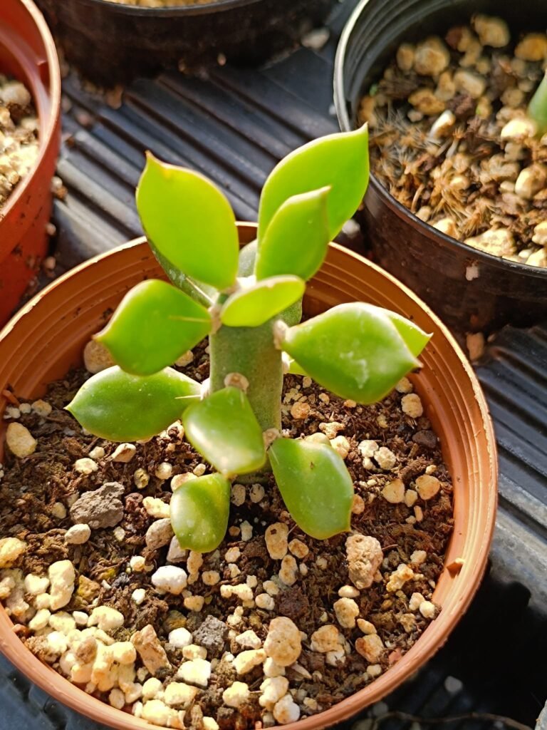 Siracactus-Cactus-Opuntia-quiabentia-1.jpg