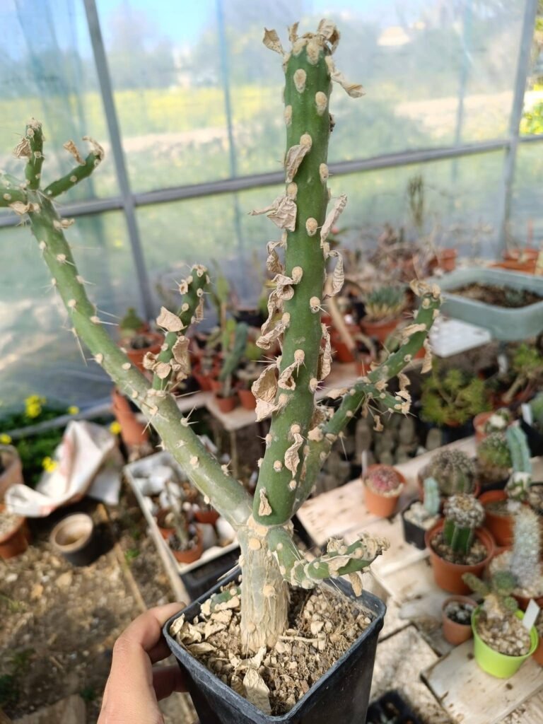 Siracactus-Cactus-Opuntia-quiabentia.jpg