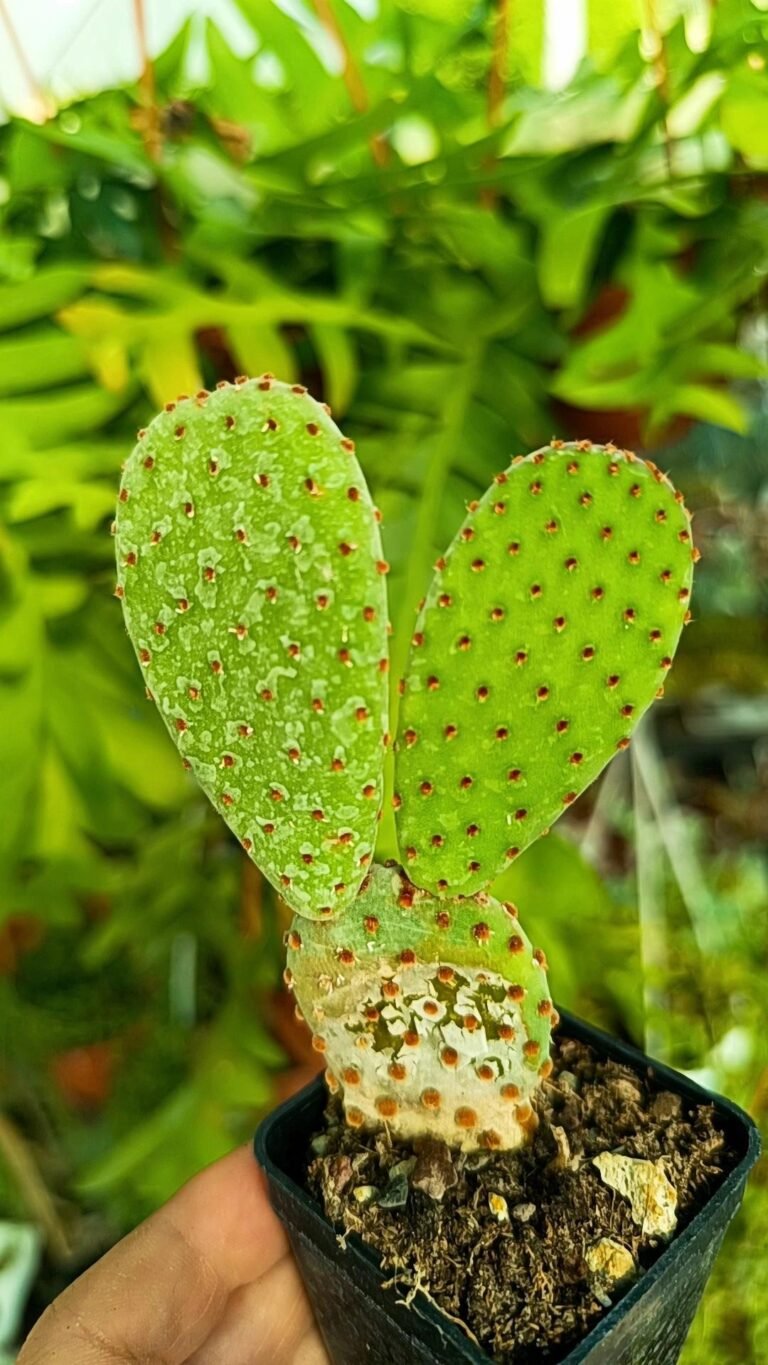 Siracactus-Cactus-Opuntia-rufida-1.jpg