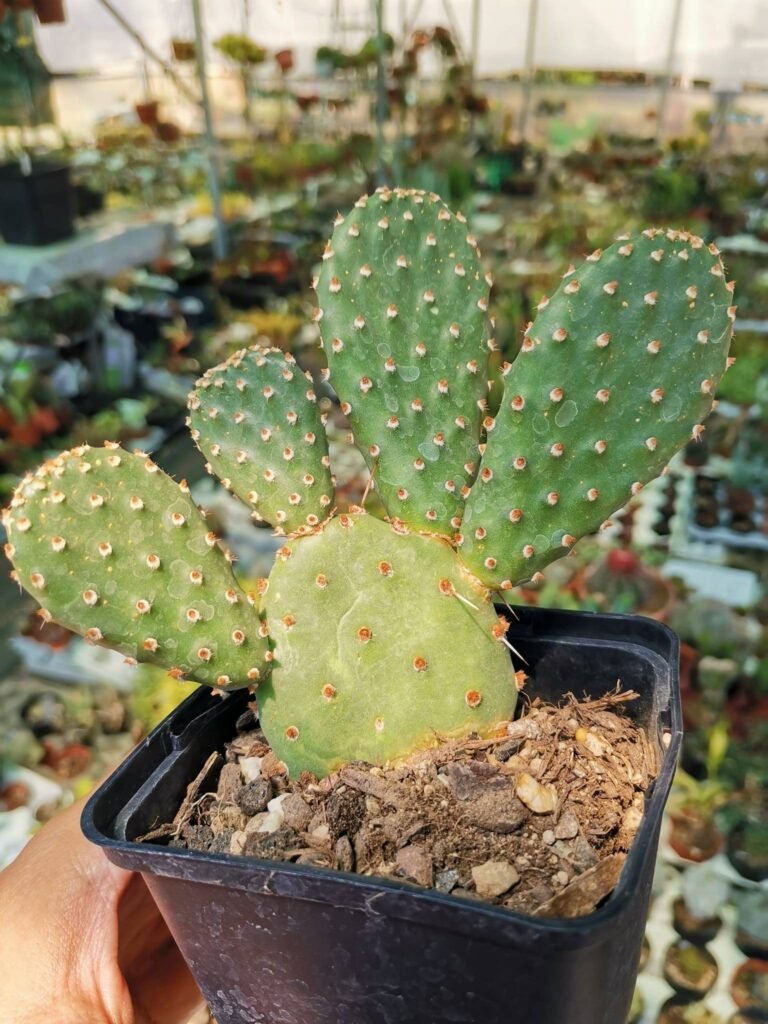 Siracactus-Cactus-Opuntia-sp.jpg