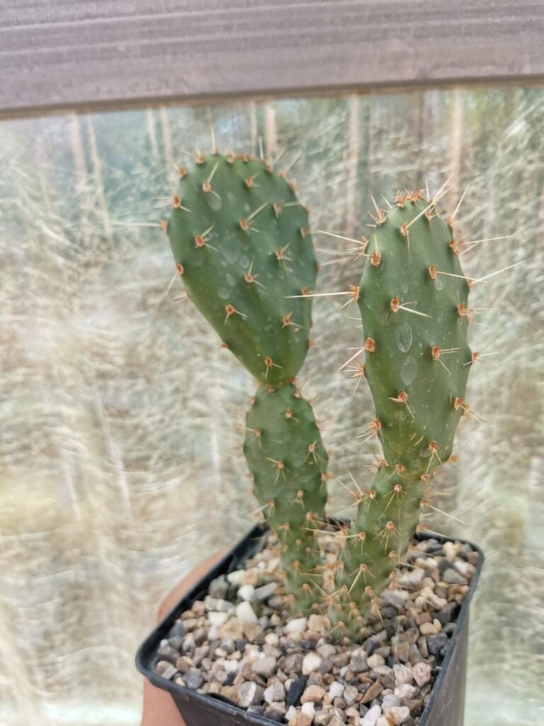 Siracactus-Cactus-Opuntia-stricta-oklahomensis.jpg