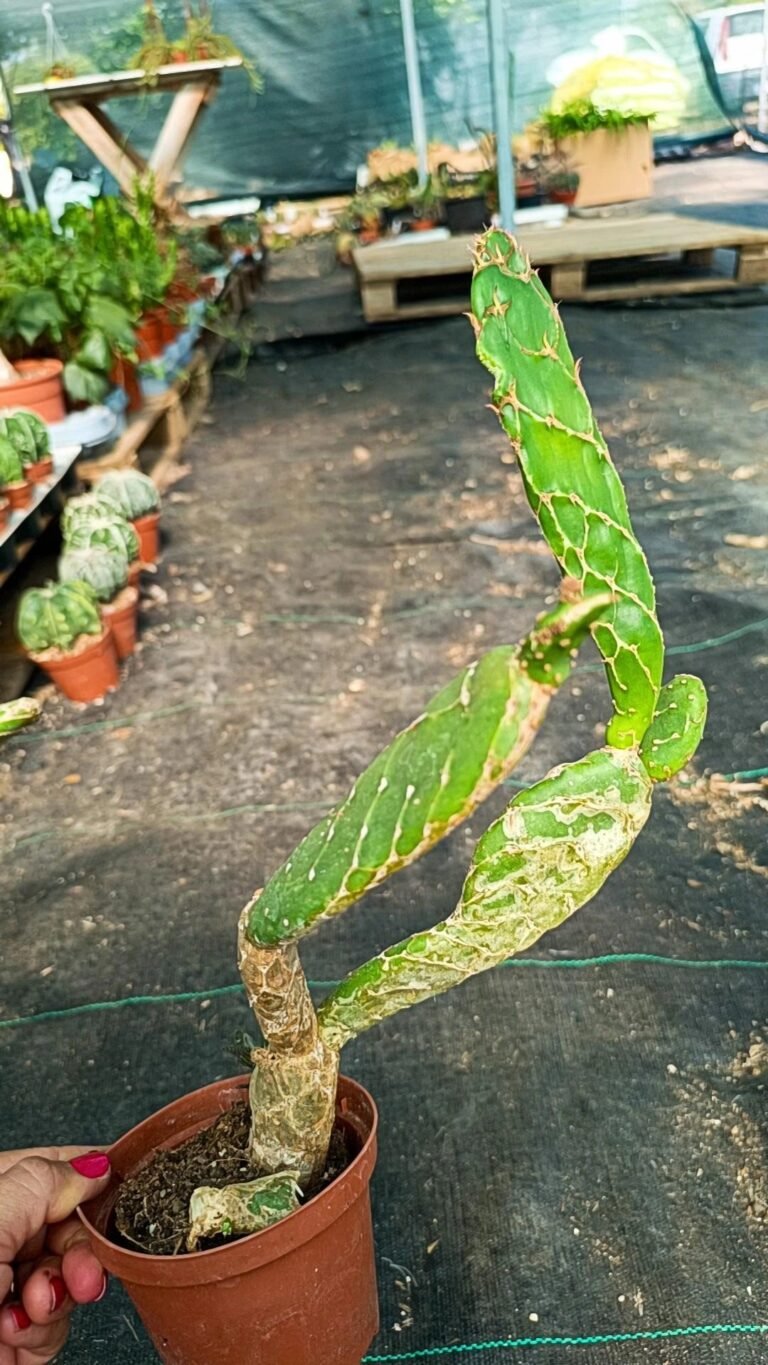 Siracactus-Cactus-Opuntia-zebrina-cobra-f.-Reticulata-1.jpg