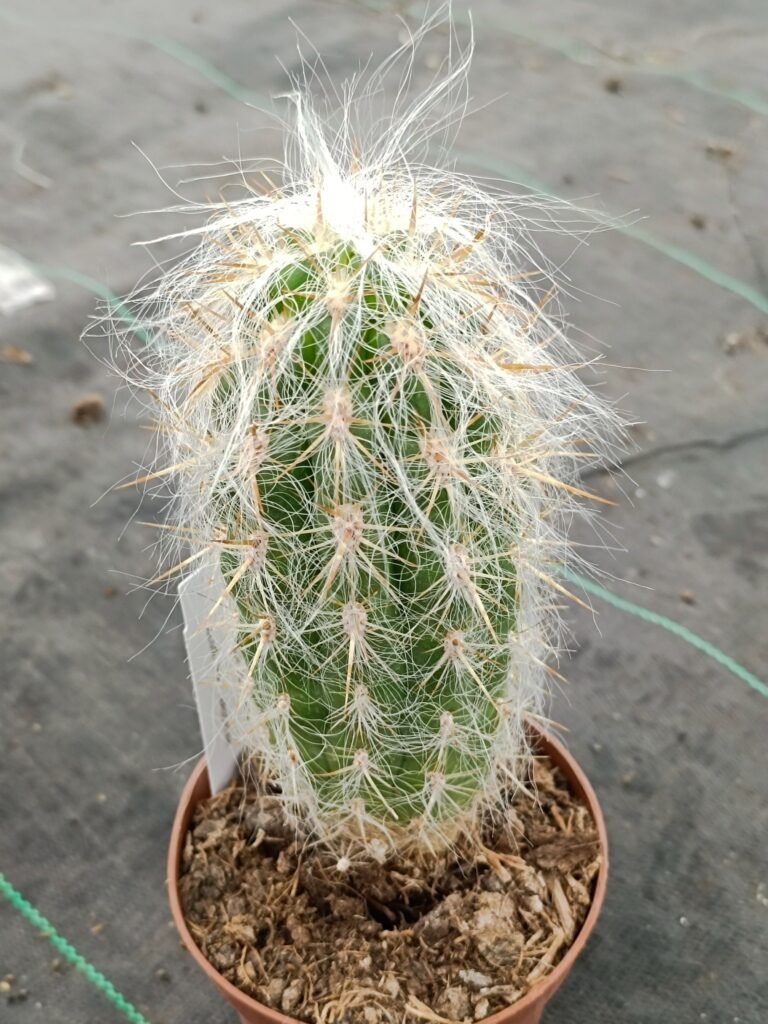 Siracactus-Cactus-Oreocereus-celsianus-1.jpg