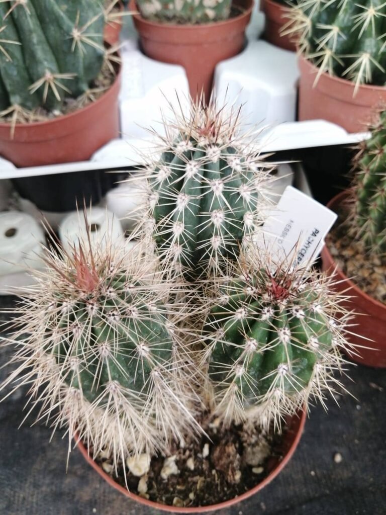 Siracactus-Cactus-Pachycereus-Pringlei-4.jpg