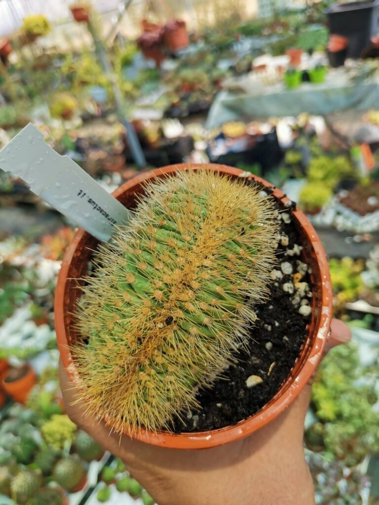Siracactus-Cactus-Pachycereus-Pringlei-crestata-2.jpg