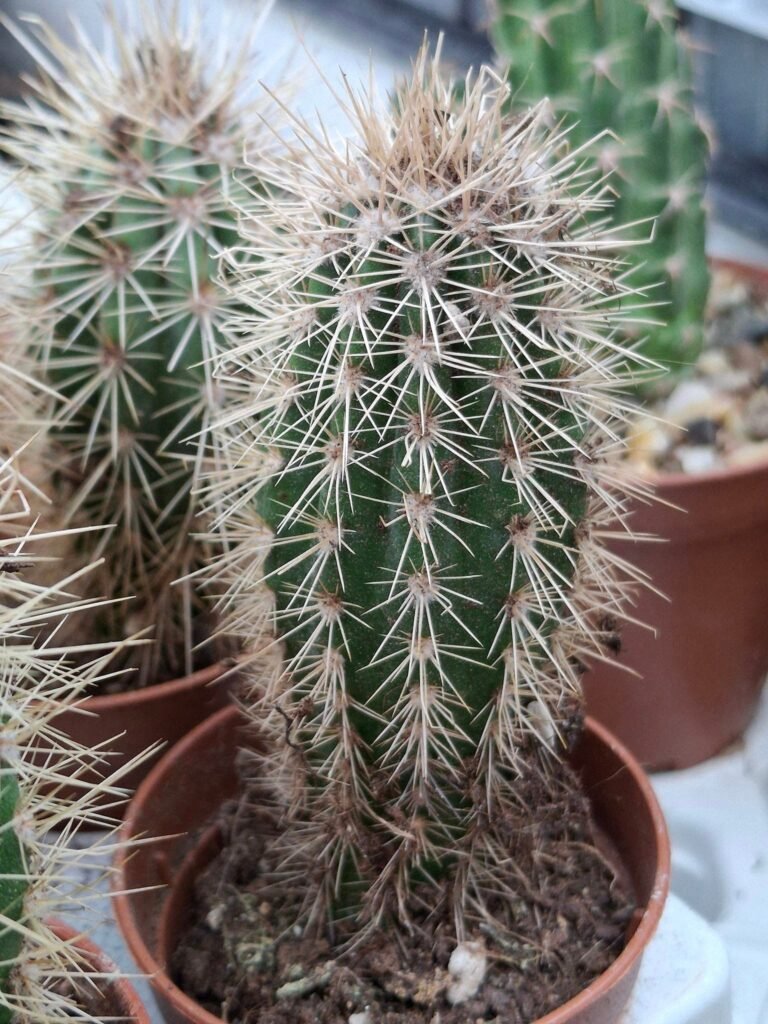 Siracactus-Cactus-Pachycereus-pringleii.jpg