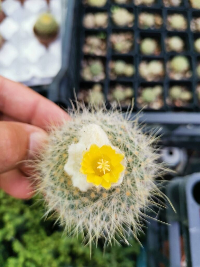 Siracactus-Cactus-Parodia-chrysacanthion.jpg