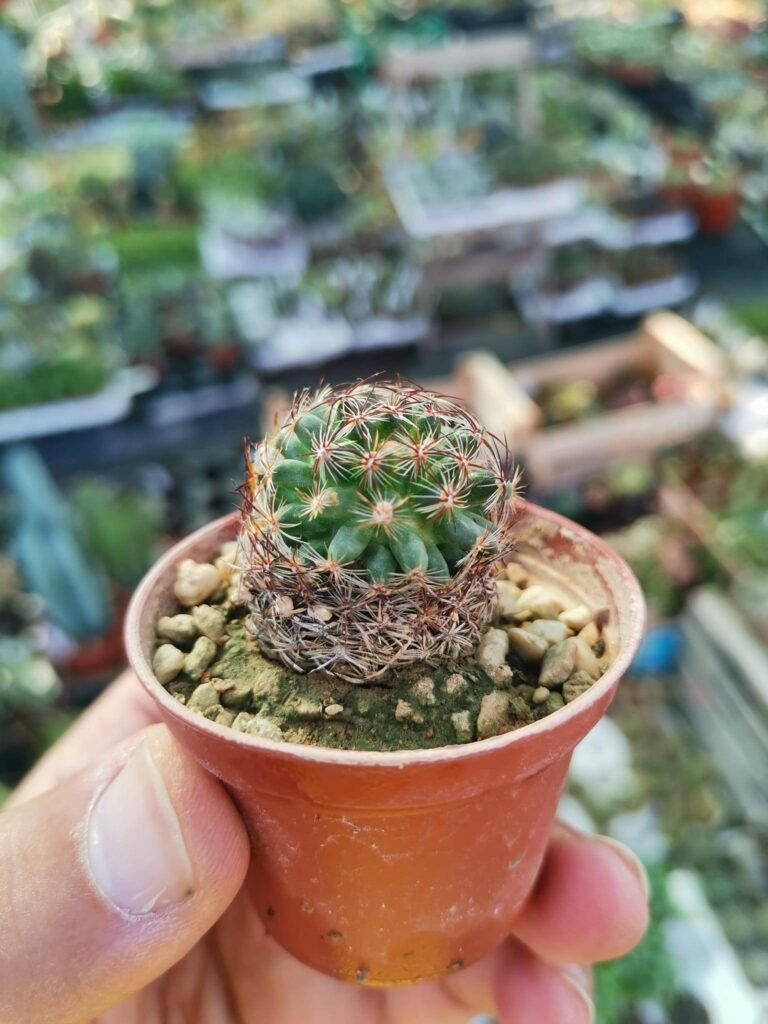 Siracactus-Cactus-Pediocactus-bradyi.jpg