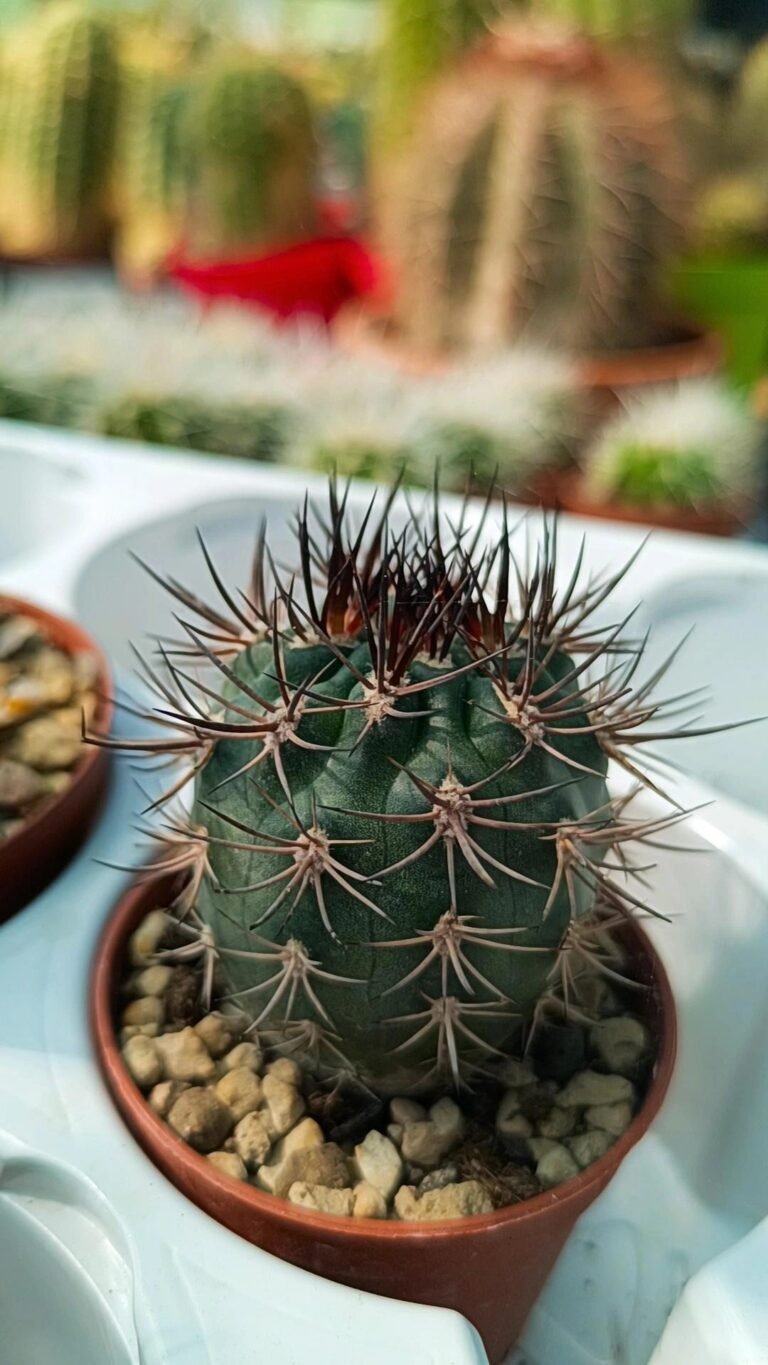 Siracactus-Cactus-Phyrrocactus-bulbocalyx-v.-Marayes.jpg