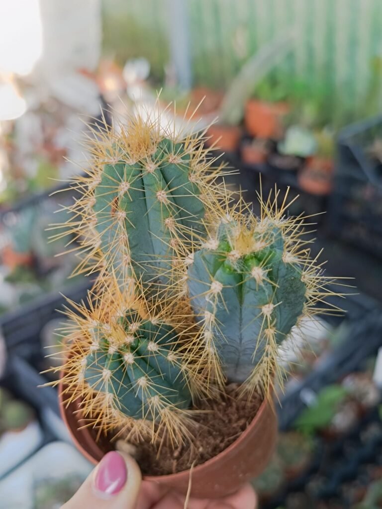 Siracactus-Cactus-Pilosocereus-azureocereus-accestiti-1.jpg