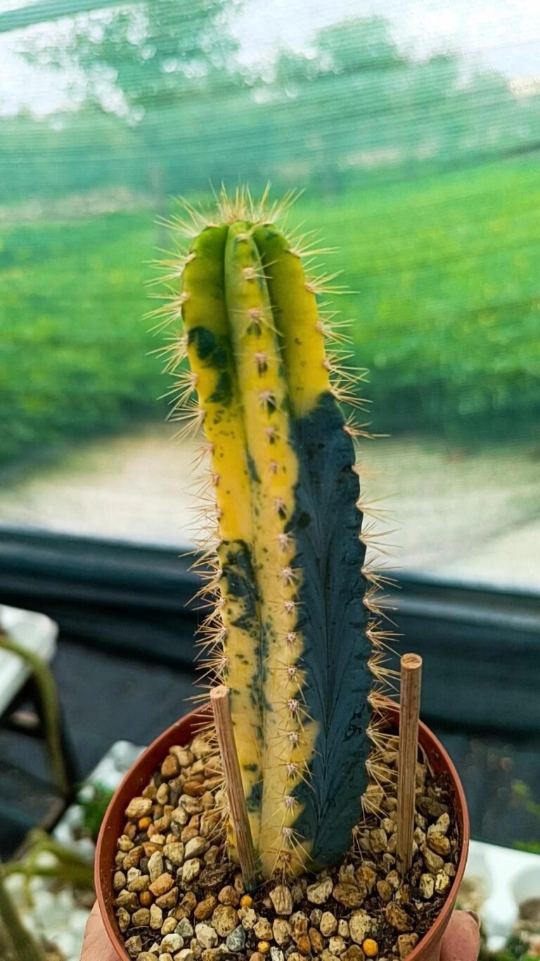Siracactus-Cactus-Pilosocereus-azureocereus-variegata-1.jpg