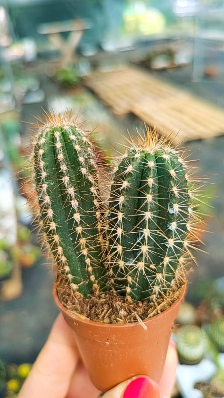 Siracactus-Cactus-Pilosocereus-gounellei-1.jpg