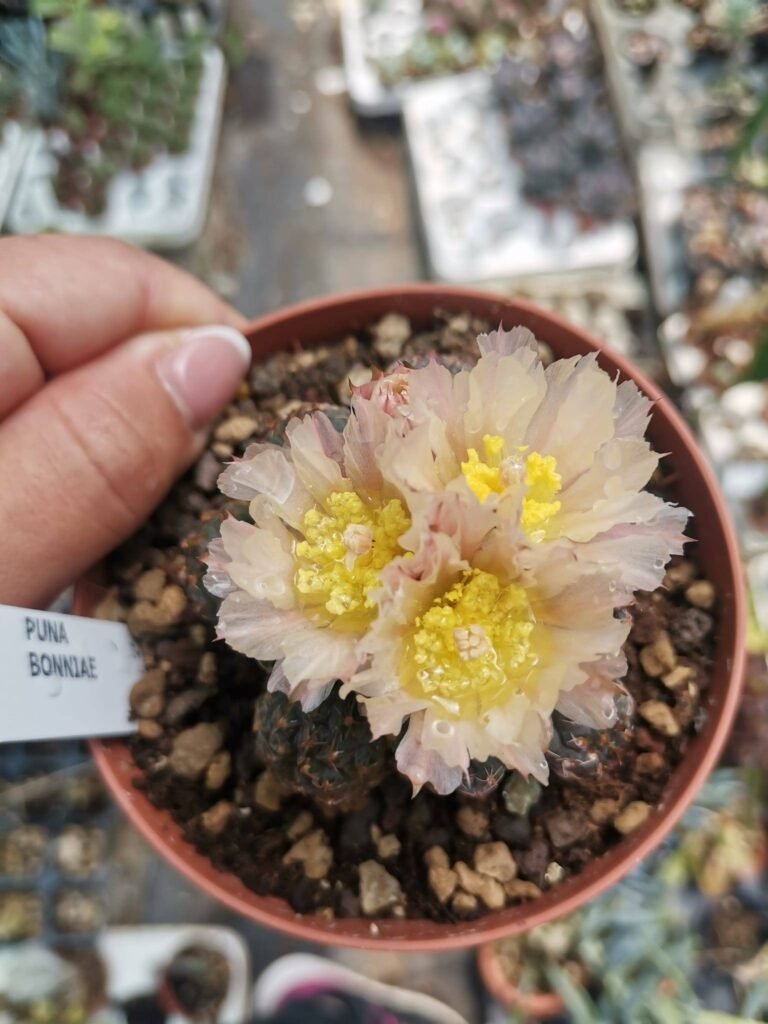 Siracactus-Cactus-Puna-bonnieae-innestata.jpg