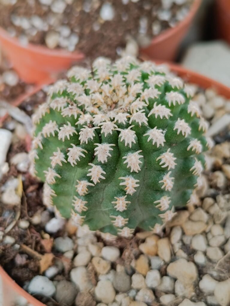 Siracactus-Cactus-Pygmaeocereus-bieblii.jpg