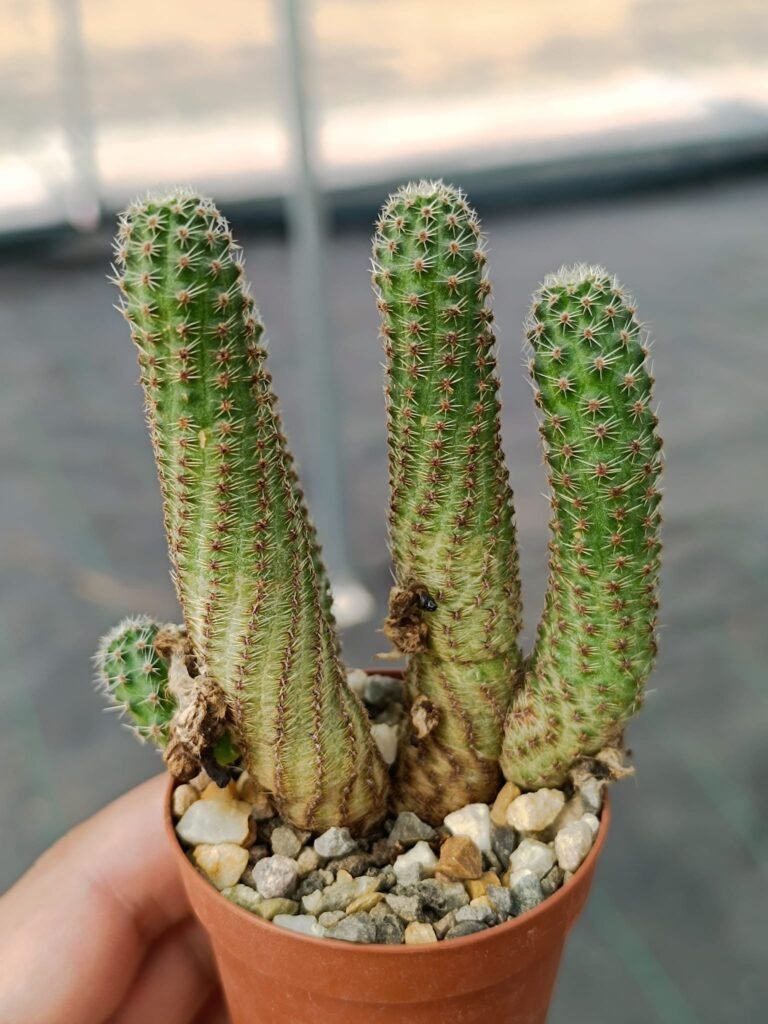 Siracactus-Cactus-Rebutia-diersiana-v-minor.jpg