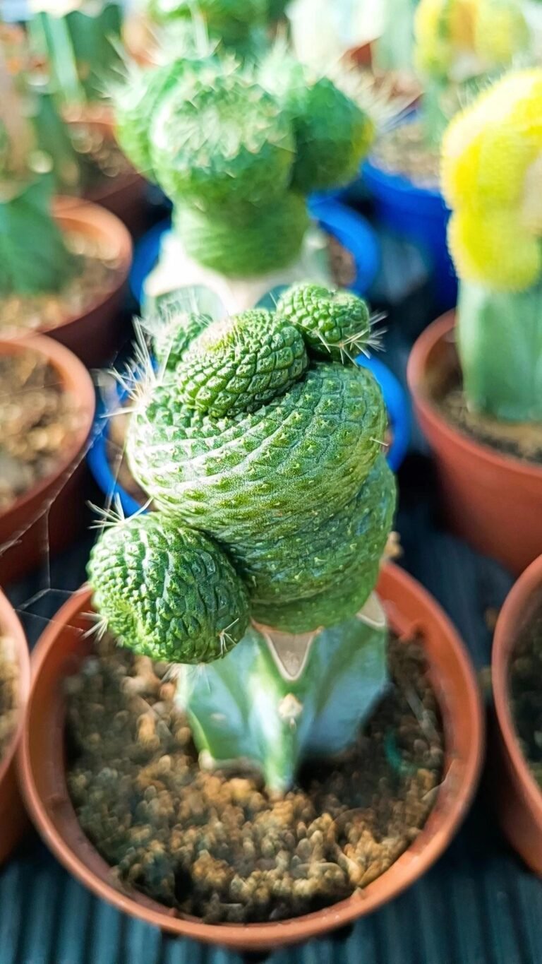 Siracactus-Cactus-Rebutia-krainziana-inermis-innestata-2.jpg