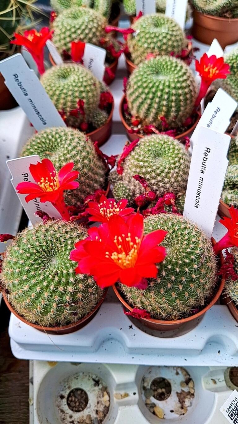 Siracactus-Cactus-Rebutia-minuscula-fiore-rosso.jpg