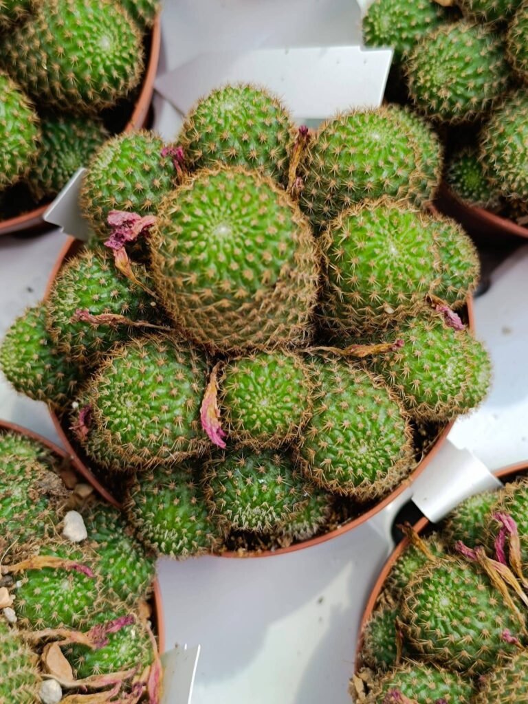 Siracactus-Cactus-Rebutia-perplexa.jpg