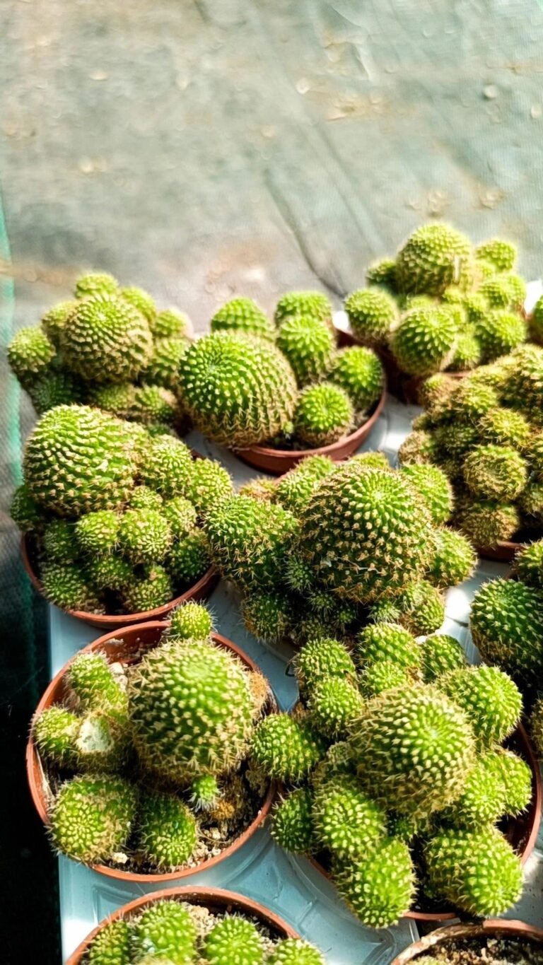 Siracactus-Cactus-Rebutia-sp-5.jpg