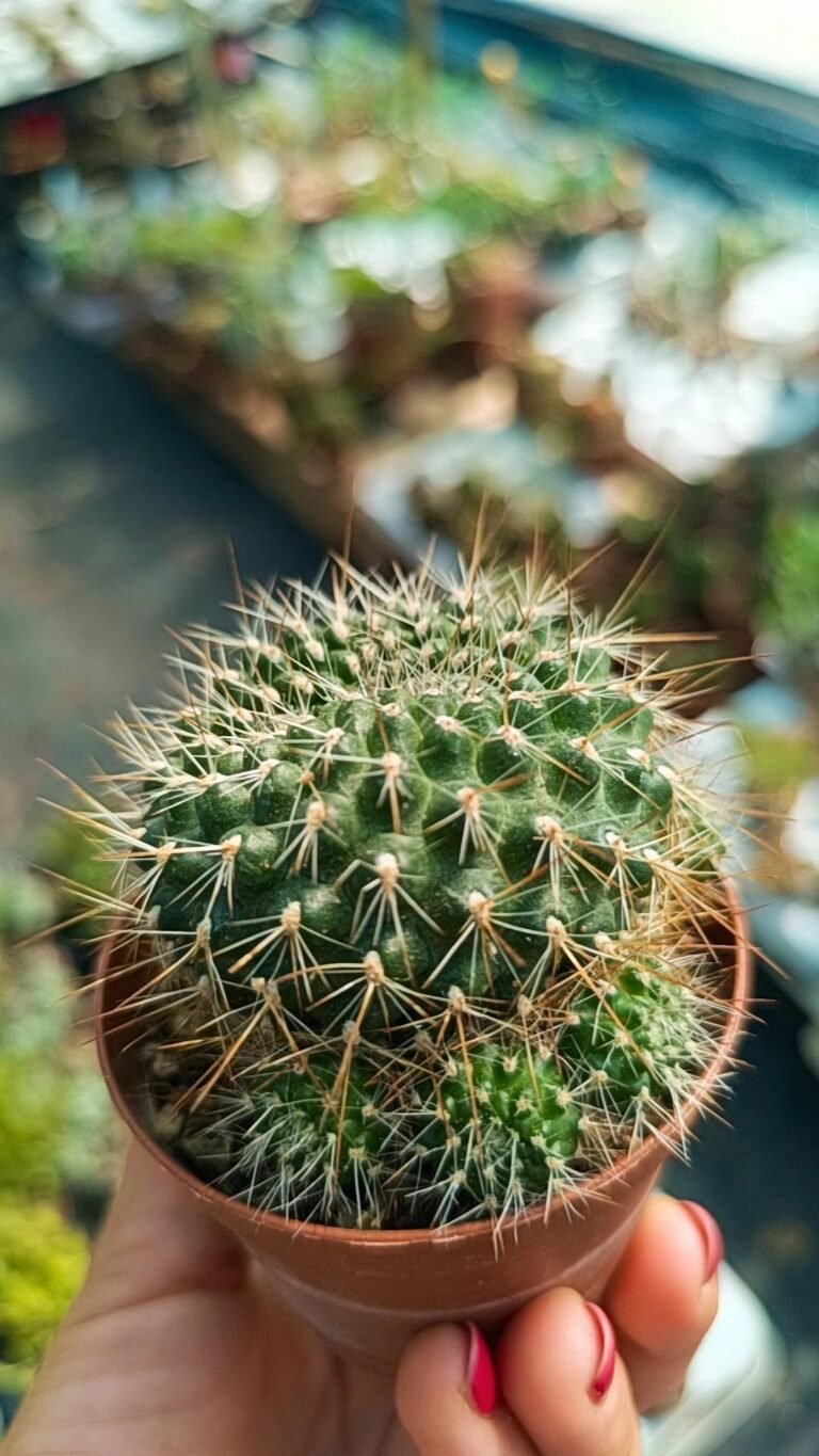 Siracactus-Cactus-Rebutia-sp-6.jpg
