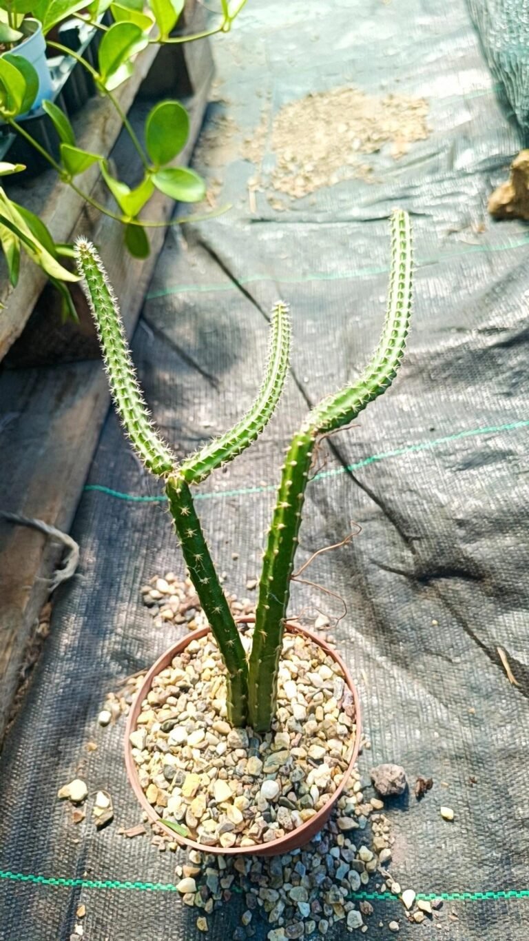 Siracactus-Cactus-Selenicereus-brevispinus.jpg