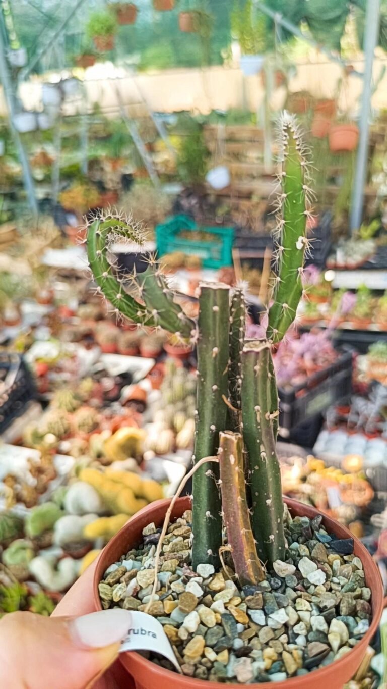 Siracactus-Cactus-Selenicereus-grandiflorus-f-rubra.jpg