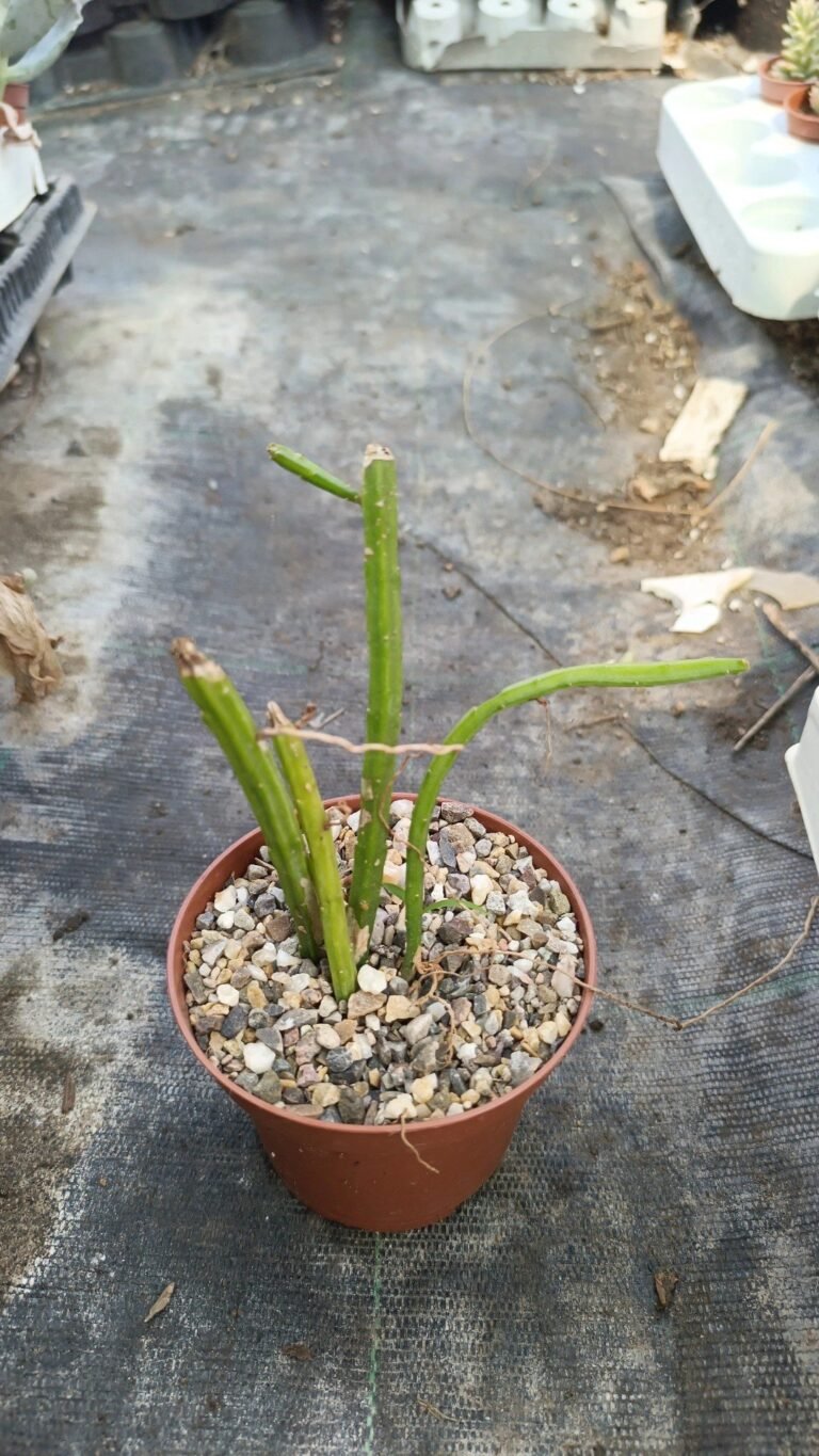 Siracactus-Cactus-Selenicereus-inermis.jpg