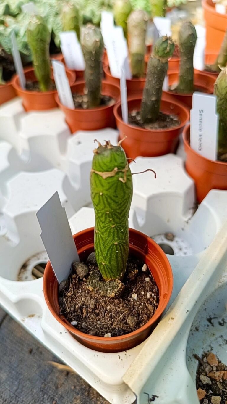 Siracactus-Cactus-Senecio-kleinia-mccoyi-saginatus.jpg