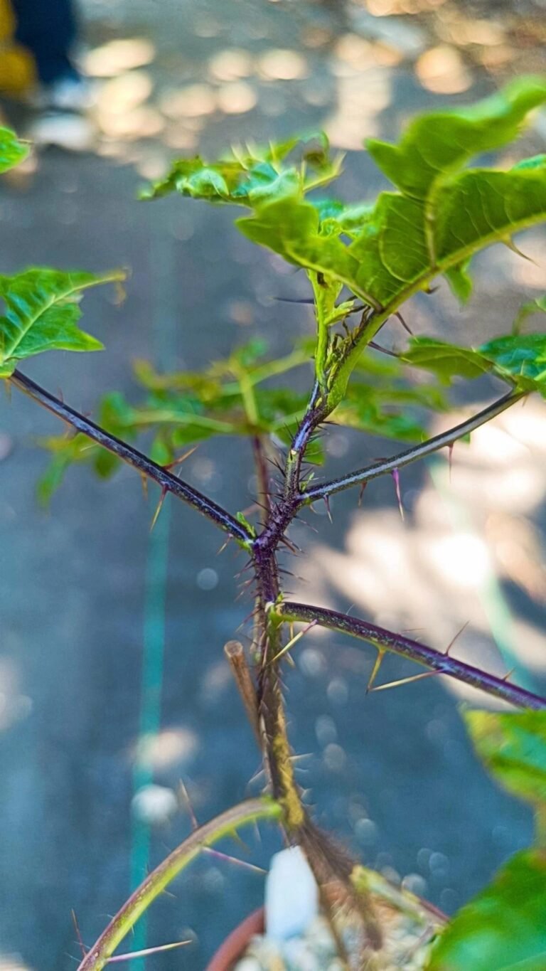 Siracactus-Cactus-Solanum-atropurpureum.jpg