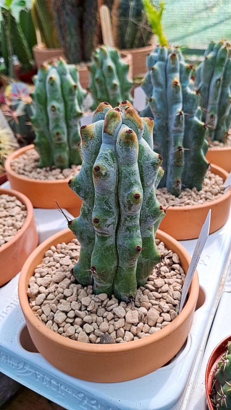 Siracactus-Cactus-Stenocereus-beneckei.jpg