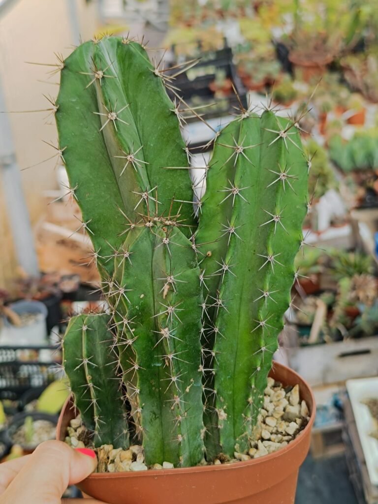 Siracactus-Cactus-Stenocereus-stellatus.jpg
