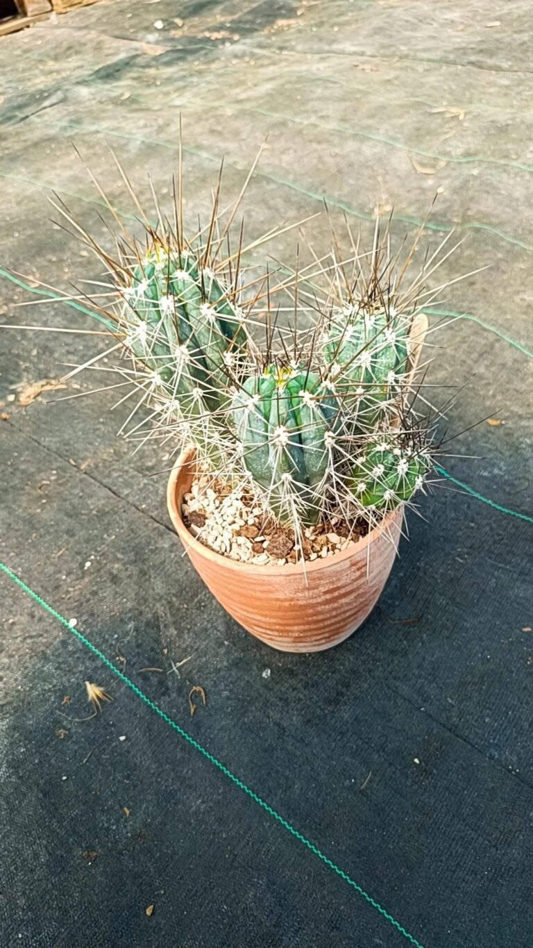 Siracactus-Cactus-Stetsonia-coryne-accestita.jpg
