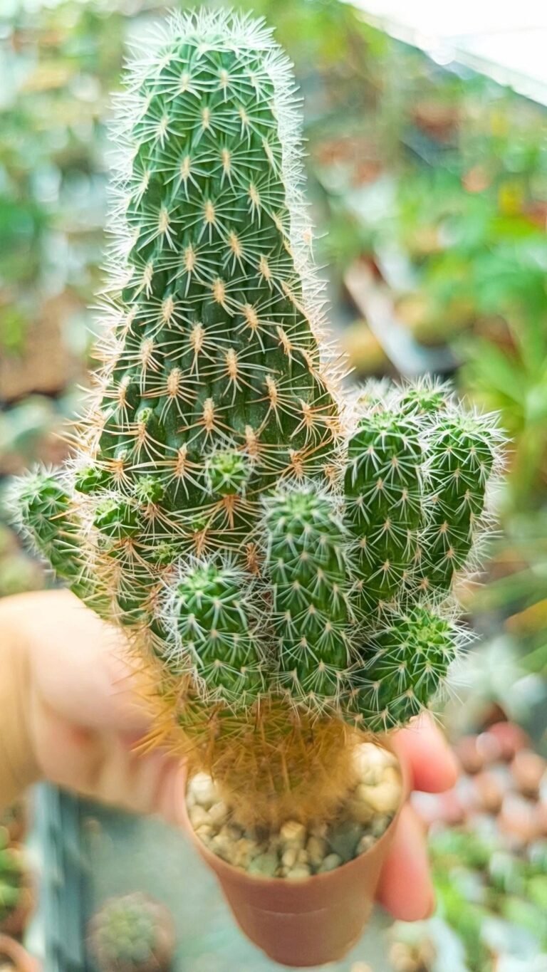 Siracactus-Cactus-Sulcorebutia-cylindrica-v-albiflora-2.jpg
