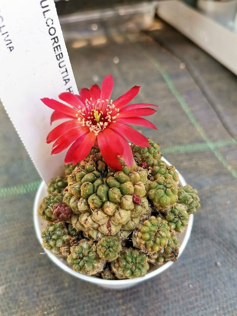 Siracactus-Cactus-Sulcorebutia-hybrid-sp-2-1-1.jpg