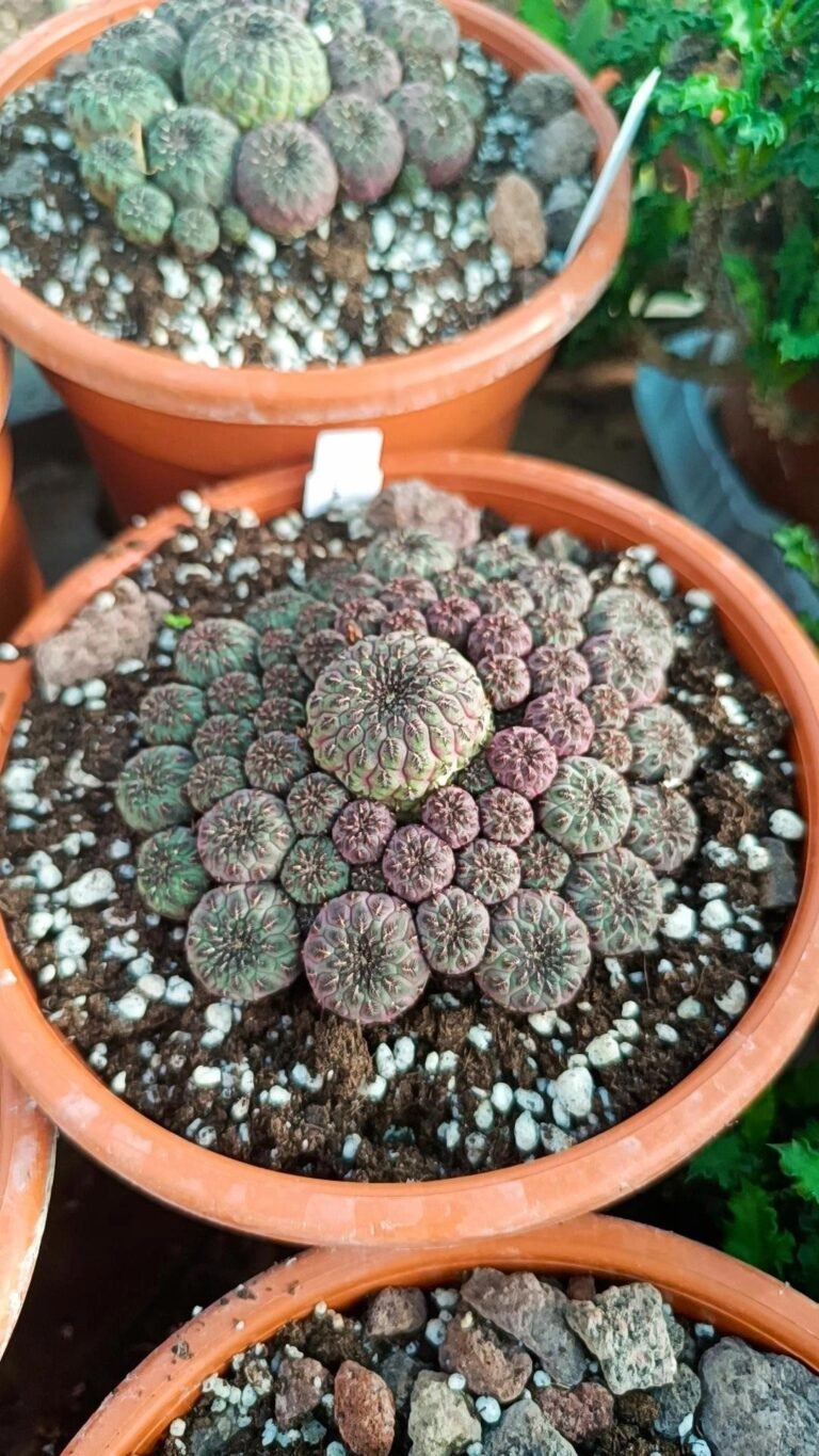Siracactus-Cactus-Sulcorebutia-rauschii-2-1.jpg