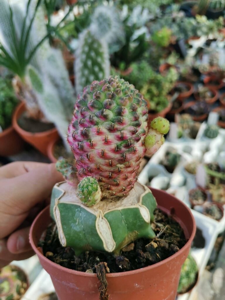 Siracactus-Cactus-Sulcorebutia-rauschii-variegata-accestite-innestate.jpg