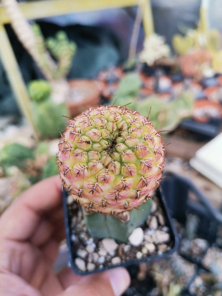 Siracactus-Cactus-Sulcorebutia-rauschii-variegata-innestata.jpg