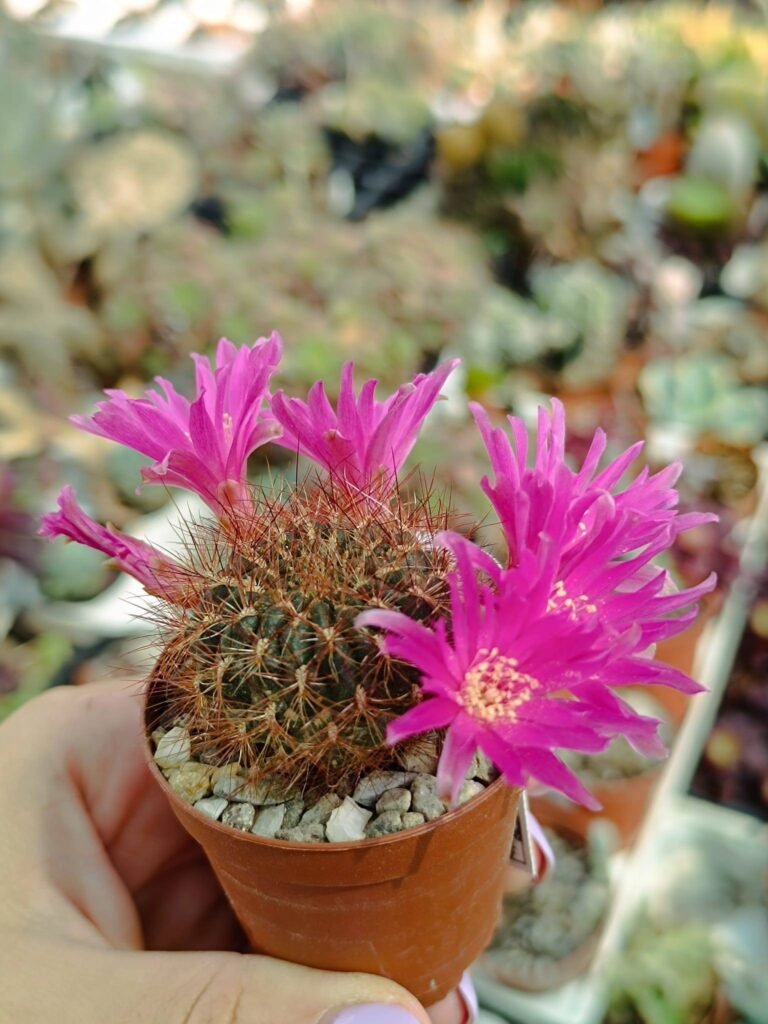 Siracactus-Cactus-Sulcorebutia-swobodae.jpg