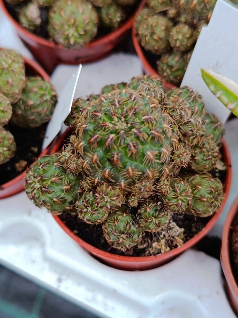 Siracactus-Cactus-Sulcorebutia-taratensis.jpg