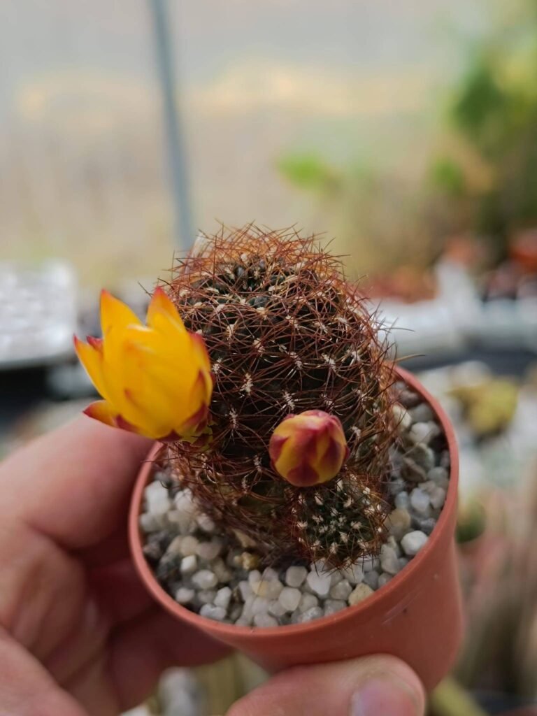 Siracactus-Cactus-Sulcorebutia-vargasii-v.-Vargasii.jpg