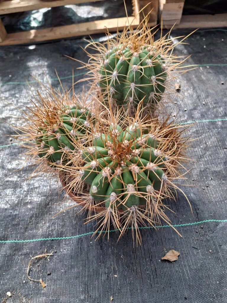 Siracactus-Cactus-Super-ciotolona-Trichocereus-Hybrid-fiore-a-sorpresa-2-1.jpg
